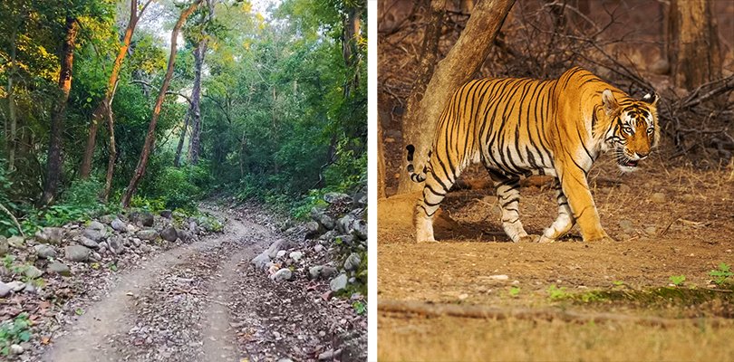 Dense forest and river landscape inside Kalagarh Tiger Reserve near Lansdowne