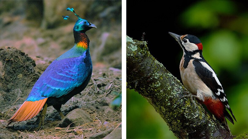 Himalayan Monal bird Chopta Uttarakhand wildlife sanctuary