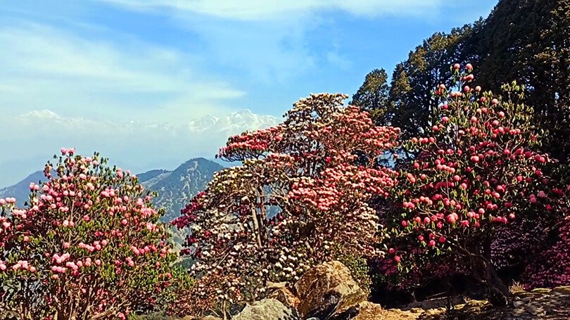 Rhododendron flowers Chopta forest trek Uttarakhand