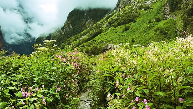 "Close-up shot of vibrant Himalayan flowers in full bloom at Valley of Flowers National Park, Uttarakhand, surrounded by misty snow-capped peaks."