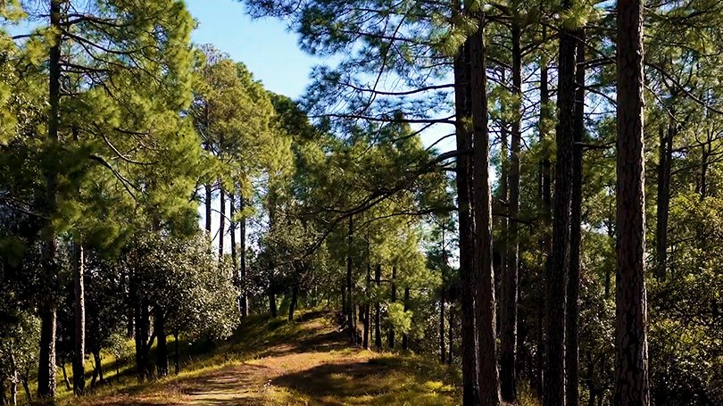 “Colorful Himalayan birds and misty oak forests in Ranikhet – best things to do in Ranikhet for birdwatchers and nature lovers”
