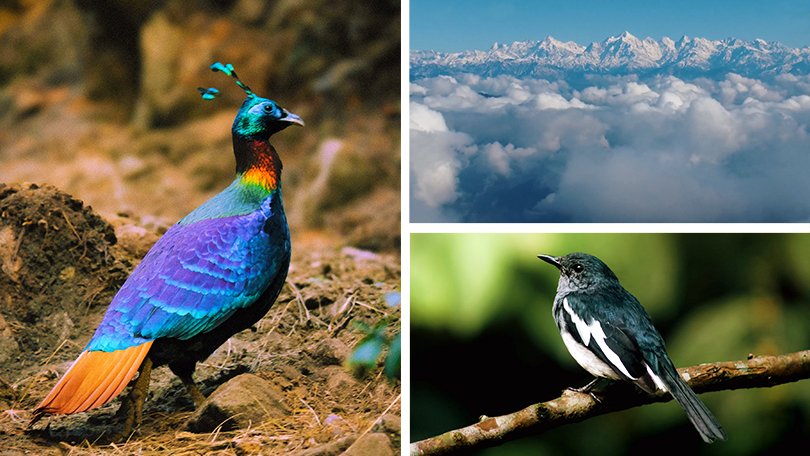 Dense green forest of Binsar Wildlife Sanctuary in Uttarakhand with Himalayan views, rich flora, and rare wildlife species like leopard, barking deer, and Himalayan birds.