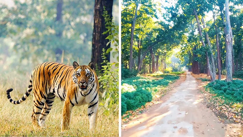 Royal Bengal tiger and way to Jim Corbett National Park