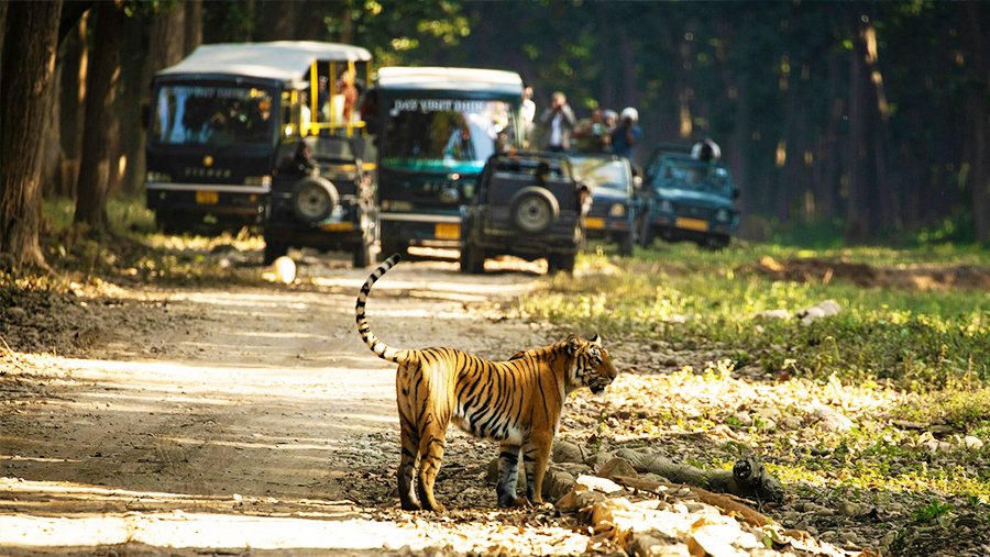 Royal Bengal tiger captured in the wild at Jim Corbett National Park