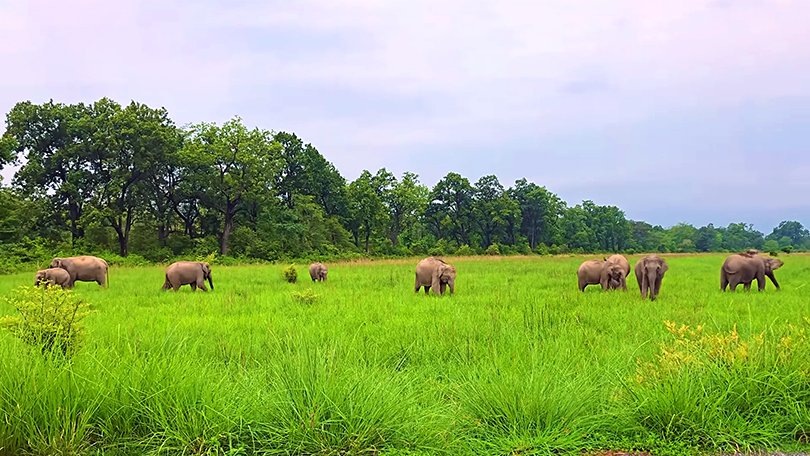 elephant herd captured in the wild at Jim Corbett National Park