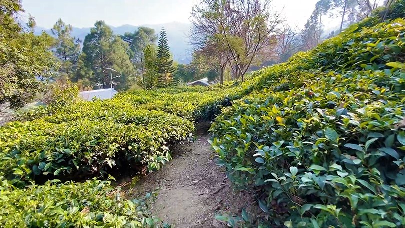 Lush green Kausani Tea Garden in Uttarakhand known for organic Himalayan tea plantations