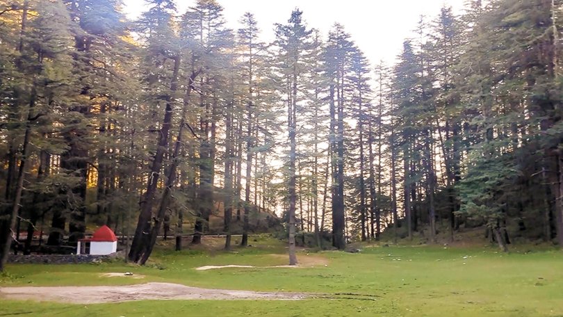 Kanasar forest near Chakrata with some of Asia’s biggest deodar trees, perfect for camping, picnics, and scenic photography.