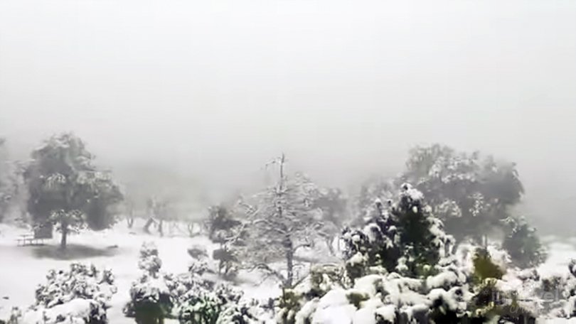 Khirsu winter forest view with snow-covered pine trees and distant Himalayan mountains.
