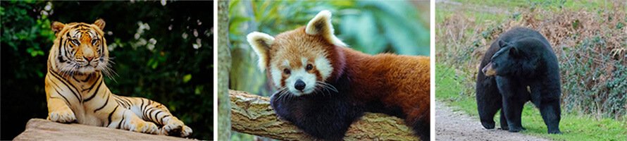 Nainital Zoo showcasing Himalayan wildlife surrounded by green forests