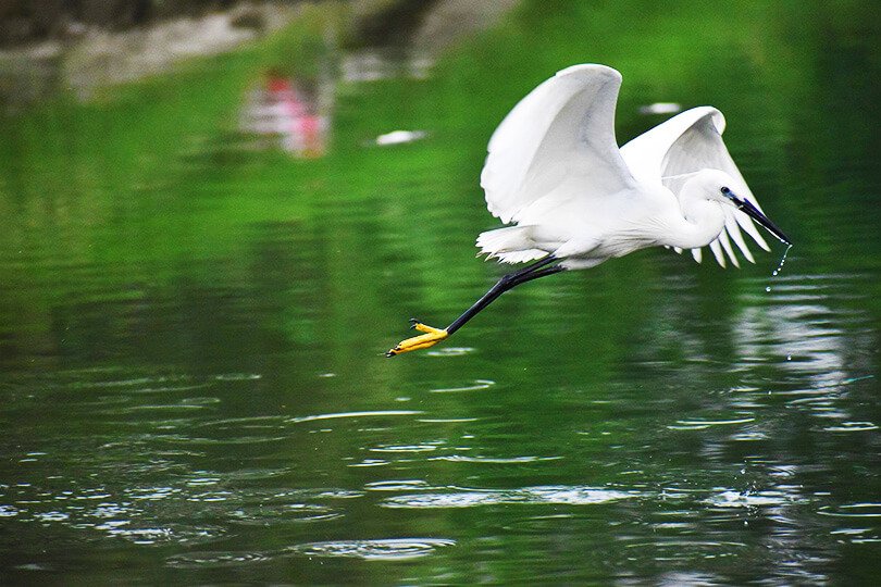Neel Dhara Pakshi Vihar in Haridwar, a bird watching paradise near the Ganga canal with migratory birds and peaceful natural surroundings